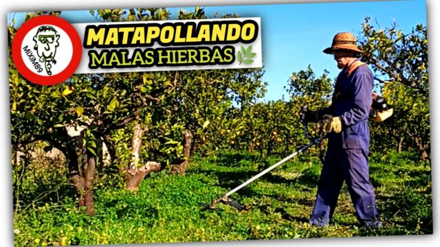 Matapollando HIERBAS ALTAS con DESBROZADORA y Cuchilla de 2 Puntas by mixim89